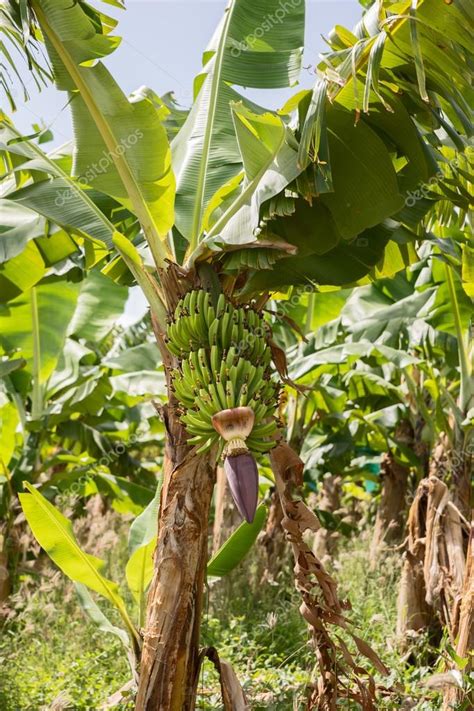 Banana Plantation Stock Photo by ©kelifamily 75336067