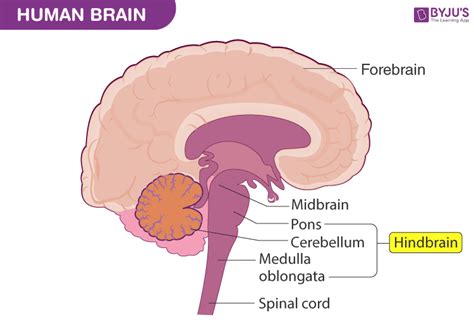 Briefly Explain Structure Of Brain With A Neat Labelled Diagram