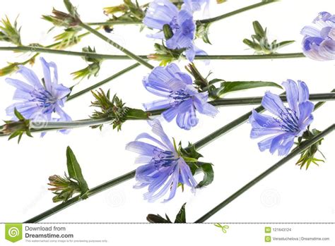 Chicory Flower Cichorium Intybus Close Up Stock Photo Image Of Common