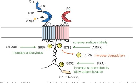 Table From Diversity Of Structure And Function Of Gabab Receptors A