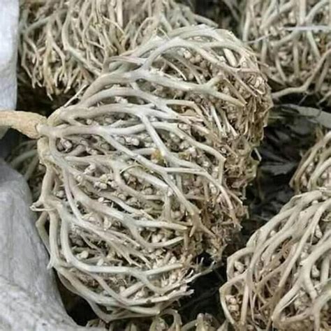 moriom flower mrizm ful darazcombd