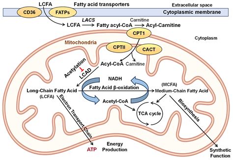 critical role  mitochondrial fatty acid metabolism  normal cell