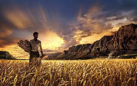 HD wallpaper: Golden Harvest, sparkling, grain field, mountains, skies ...