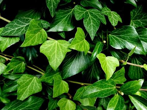 Ivy Leaves Turning Yellow Identifying Causes And Providing Effective