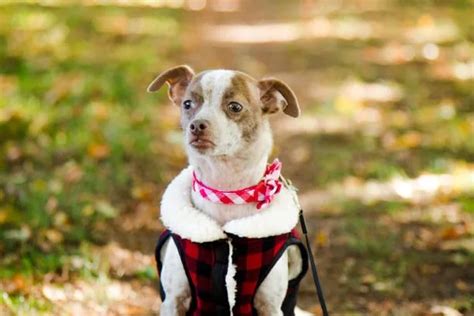 Adopt A Jack Russell & Chihuahua Mix Pup Today! - The Chihuahua Guide