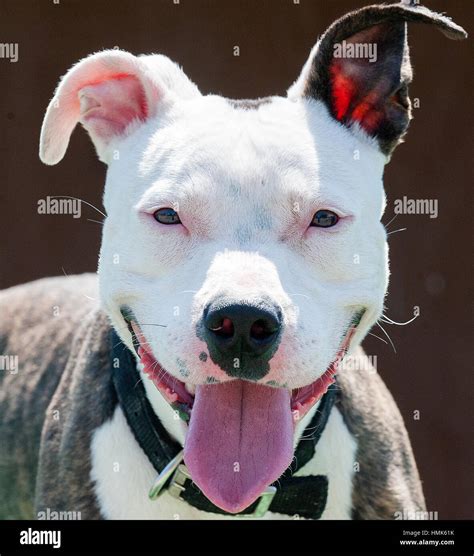 Retrato De Cabeza De Pitbull Fotos E Im Genes De Stock Alamy