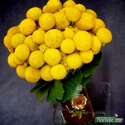 Craspedia globosa - Краспедия шаровидная - Флористика: популярный ...