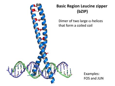 Ppt Dna Binding Domains Structural Considerations Of The Dna Double