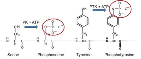 Receptor Tyrosine Kinases And Nuclear Hormone Receptors Physiology