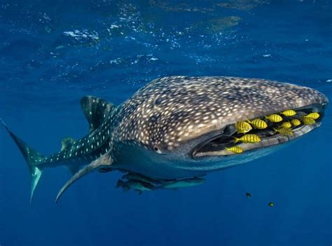 Whale Shark Fast Facts - Ocean Life Education
