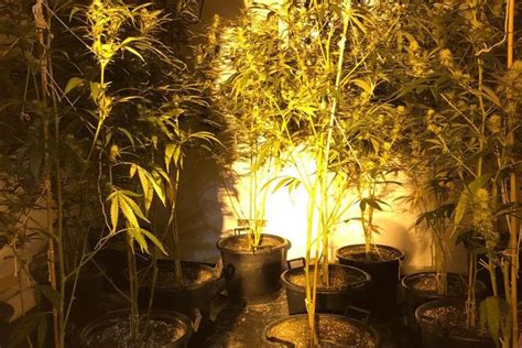 Man Arrested After Police Seize More Than 100 Cannabis Plants In Hartlepool