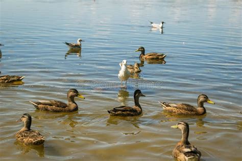 Los Patos Nadan En El Lago Una Bandada De Patos En El Agua Foto De