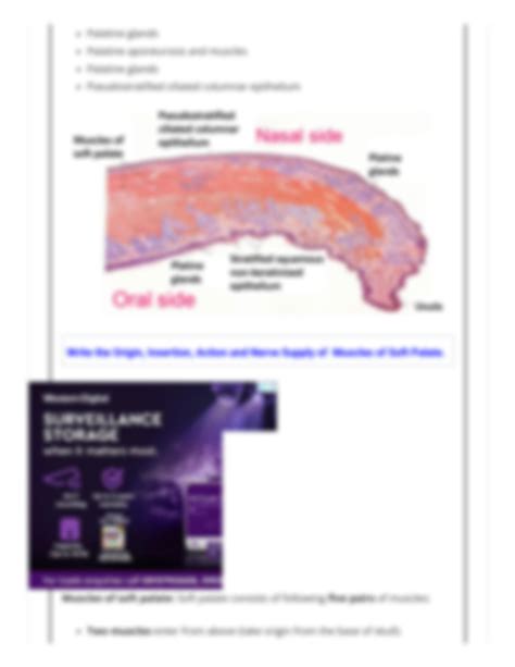 Solution Palate Parts Muscles Blood And Nerve Supply Anatomy Qa