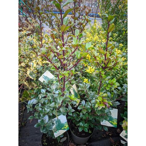 ostrokrzew heckenstar meservy