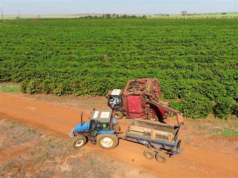 Máquina no campo colhendo café na plantação do brasil Foto Premium