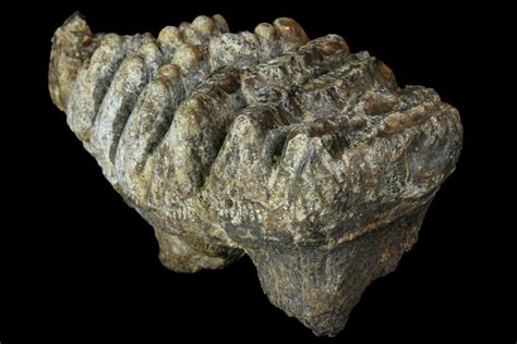 5" Partial, Fossil Stegodon Molar - Indonesia (#156720) For Sale ...