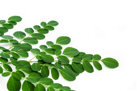 Propiedades benéficas de la moringa una planta medicinal milenaria