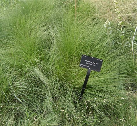 New Mexico State Grass Blue Grama Grass