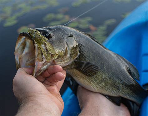 Best Baits for fishing and Lures for Freshwater Fishing – BizzBaits