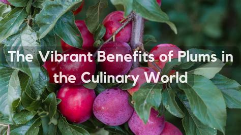 Exploring Benefits Of Plums Uyir Organic Farmers Market