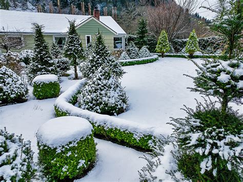 12 31 21 Pussy Willow Winter Branches Curly Willow Too Oregon Coastal Flowers