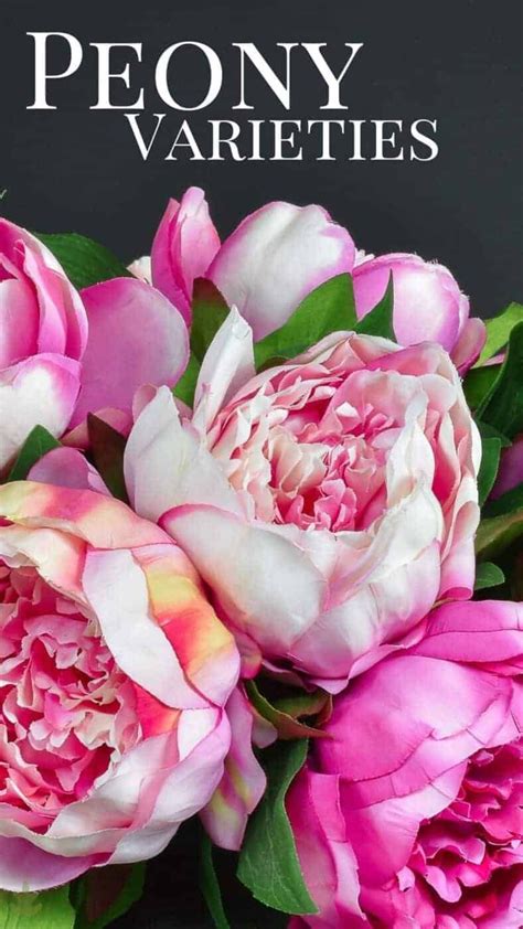 31 types of peonies all colors bloom types and varieties – Artofit