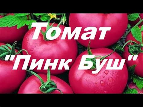 Томат "Пинк Буш" 2 месяца после посадки - YouTube