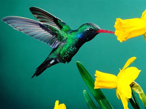 Pura Natural Colibries