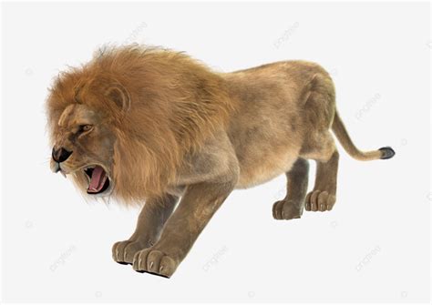 male lion king isolated animal wild png transparent image