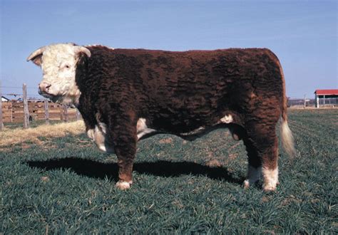 Beef cattle breeds | Meat Production, Domestication, Cattle, List ...
