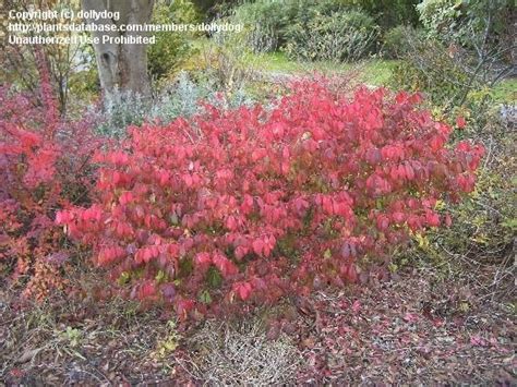 Plantfiles Pictures Euonymus Dwarf Burning Bush Cork Bush Winged Euonymus Compacta