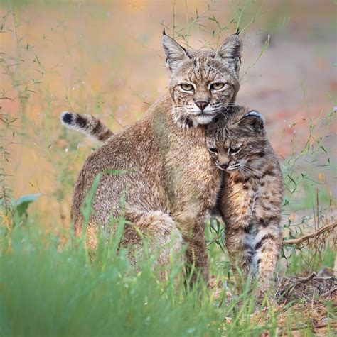 An adorable bobcat family I photographed last year! Mom and kitten