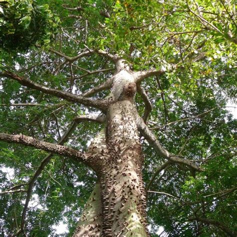 Buy Silk Cotton Tree (Ceiba Pentandra) 15+ seeds online :: Seeds :: HobbySeeds Store