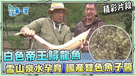 台灣第一等【雪山下的帝王鱘龍魚 國產黑金雙色魚子醬（階梯式養殖高山鱸魚）】477集精選版 Youtube