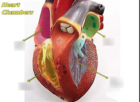 Heart Chambers Diagram Quizlet