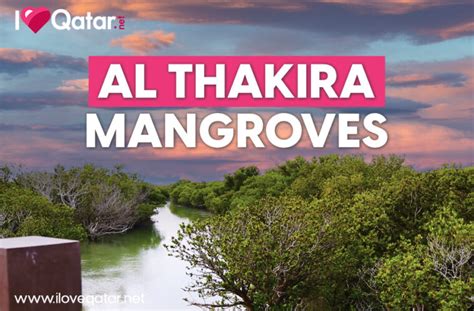 A Guide To Al Thakira Mangroves In Qatar