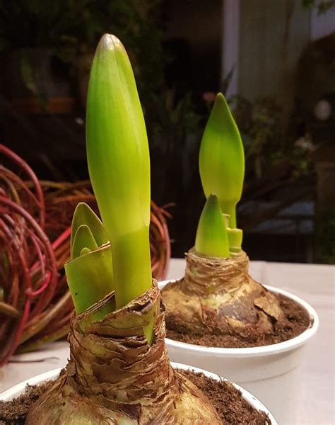 Hvordan få Svibel og Amaryllis i blomst til jul SkarpiHagen