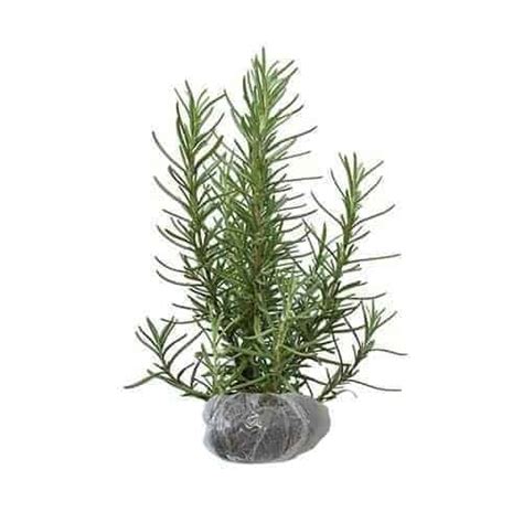 jual tanaman rosemary bibit