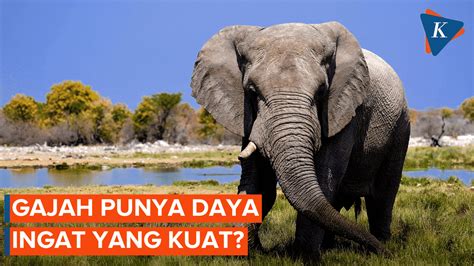 Punya Ingatan Yang Kuat Ini Fakta Menarik Tentang Gajah