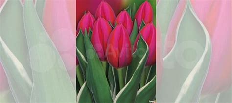 Тюльпаны луковицы купить в Санкт-Петербурге | Товары для дома и дачи ...