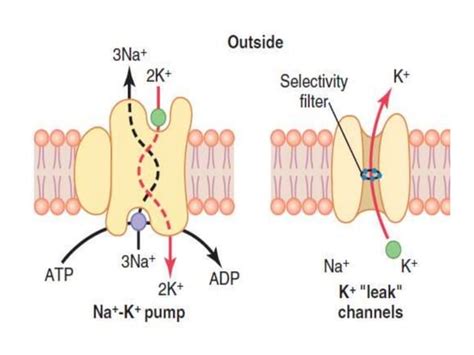 Resting membrane potential | PPT