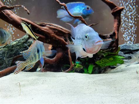 Electric Blue Acara The Complete Care Guide Wzaquarium