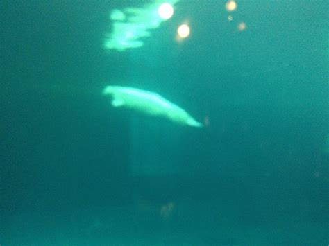 Shedd Aquarium-Beluga Whales