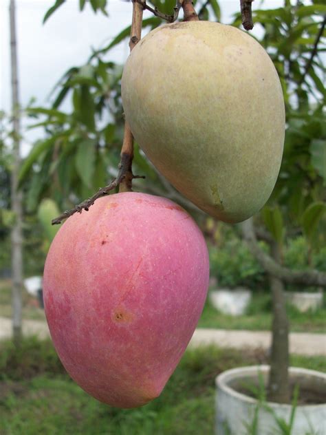 Khirsapati Mango