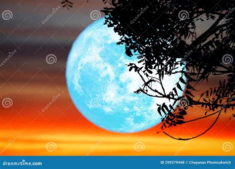 Super Full Blue Moon and Silhouette Tree in the Night Sky Stock Photo - Image of crust ...