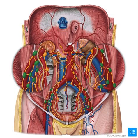 Linfonodos Proeminentes Na Fossa Ilíaca Direita - Linfonodos do abdômen e da pelve - anatomia e drenagem | Kenhub