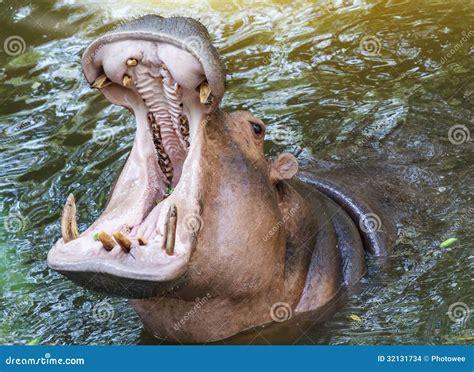 Dente De Hipopótamo - Alimento De Espera Do Hipopótamo Que Mostra a Maxila E Os Dentes ...