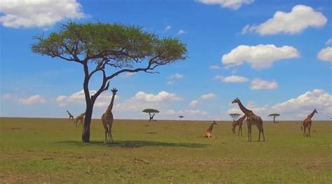 Giraffe Habitat: Can You Imagine Life Above the Trees? | The Infox