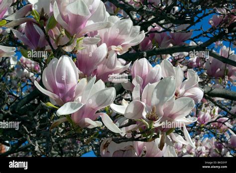 Saucer Pink Japanese Magnolia Tree In Bloom Spring E Usa By Stock