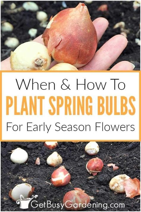 When And How To Plant Spring Bulbs Planting Bulbs In Spring Spring Bulbs Planting Daffodil Bulbs